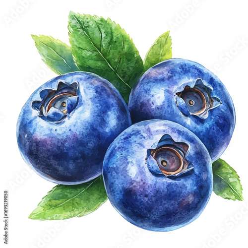 Blueberry, watercolor drawing vector, isolated on a white background.