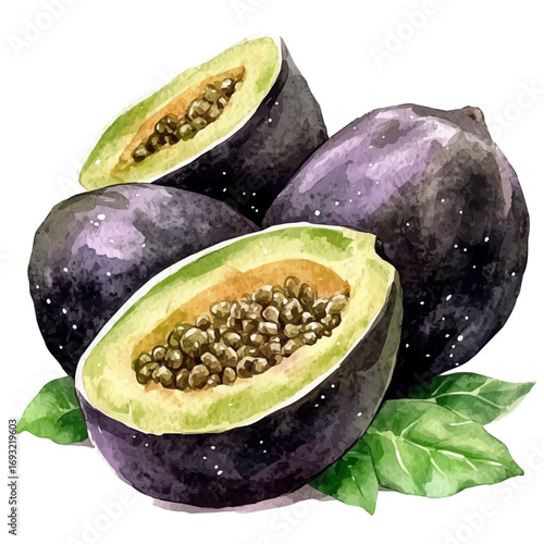 Black Sapote, watercolor illustration vector, isolated on a white background.