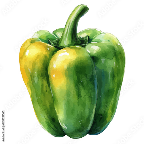 Bell Pepper, watercolor drawing vector, isolated on a white background.