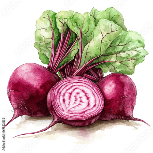 Beetroot, watercolor clipart vector, isolated on a white background.