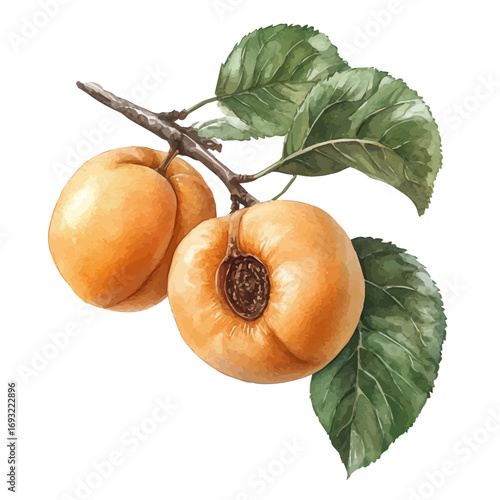 Apricot, watercolor drawing vector, isolated on a white background.