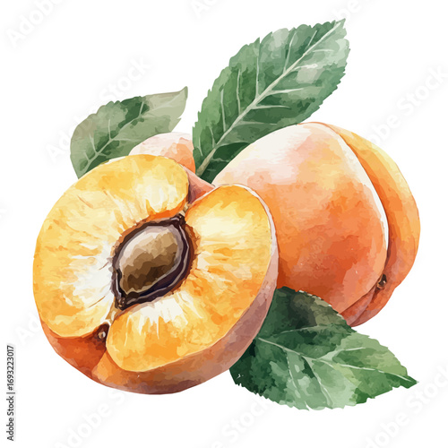 watercolor of Apricot, vector, isolated on a white background.