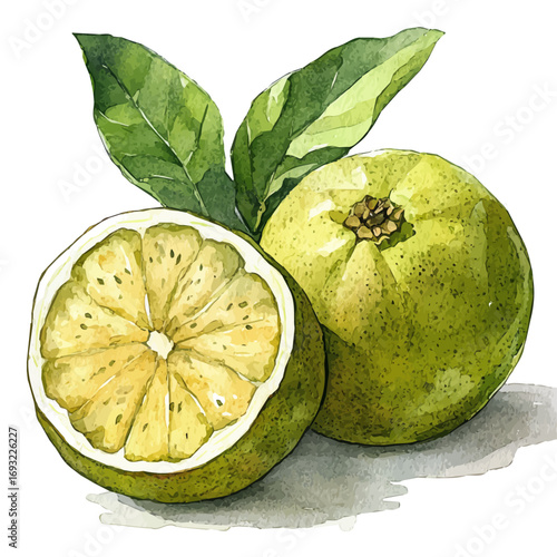 White Sapote, watercolor vector, isolated on a white background.