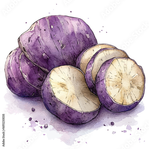 Taro Root, watercolor drawing vector, isolated on a white background.