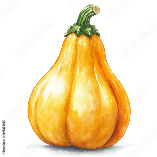 Squash, watercolor drawing vector, isolated on a white background.
