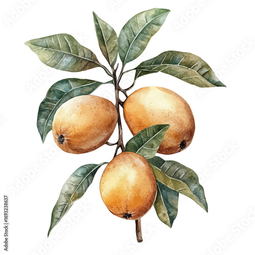 watercolor vector of Sapodilla, isolated on a white background.