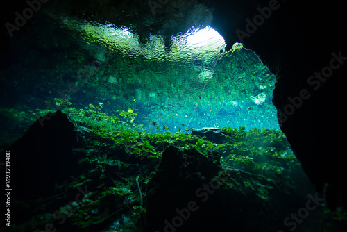 Underwater view of a water lily and water flowers in Nicte Ha Cenote in the Yucatan Peninsula, Mexico