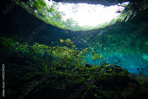 Underwater view of a water lily and water flowers in Nicte Ha Cenote in the Yucatan Peninsula, Mexico