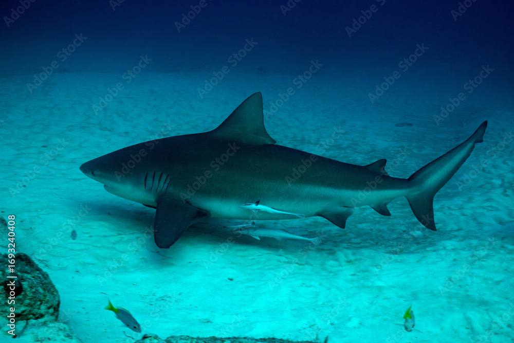 Obraz premium A bull shark with pilot fish in the Caribbean Sea near the coast of Playa del Carmen on the Yucatan Peninsula in Mexico