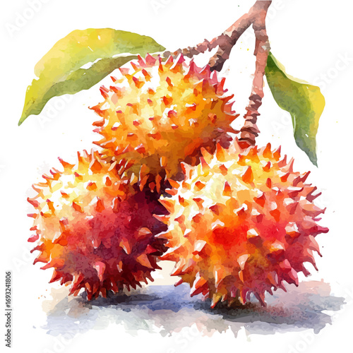 watercolor of Rambutan, vector, isolated on a white background.