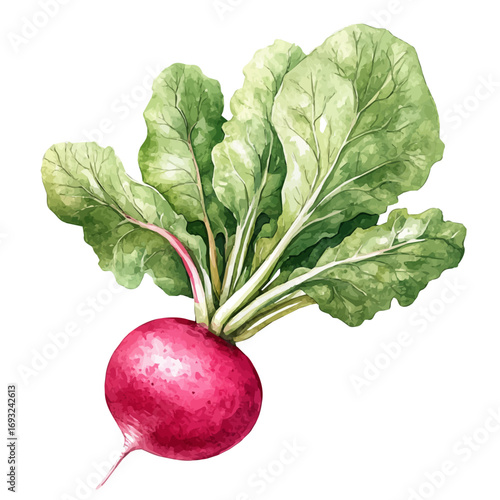 watercolor of Radish, vector, isolated on a white background.