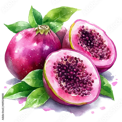 watercolor vector of Pulasan, isolated on a white background.