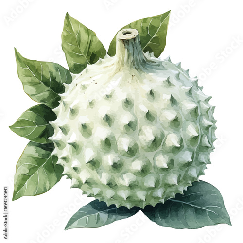 watercolor vector of Pulasan, isolated on a white background.