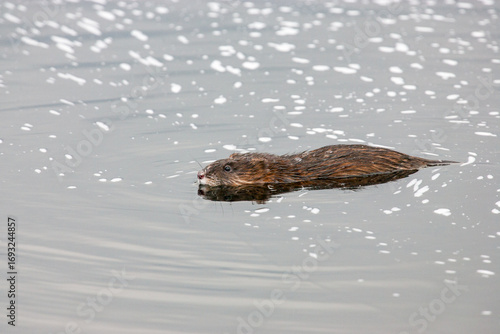 Foto A muskrat swims through frigid water on a partially frozen Oneida Lake in winter