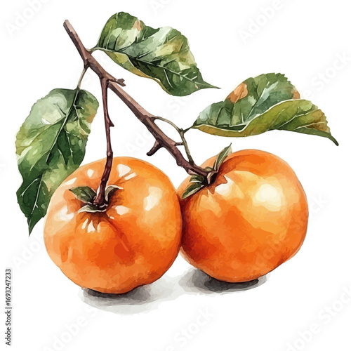 watercolor of Persimmon, vector, isolated on a white background.