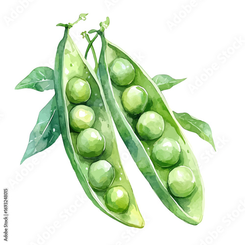 watercolor of Peas, vector, isolated on a white background.