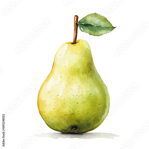 Pear, watercolor illustration vector, isolated on a white background.
