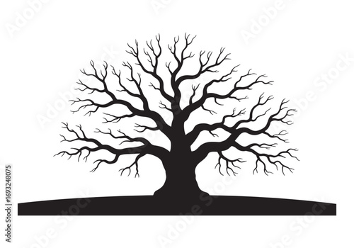 Silhouette of a large bare oak tree with spreading branches against a white backdrop white background