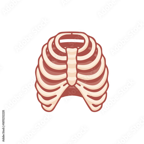 Rib Cage Anatomy Structure Illustration of Human Skeleton Protection