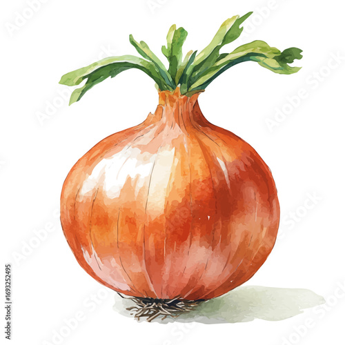 Onion, watercolor illustration vector, isolated on a white background.