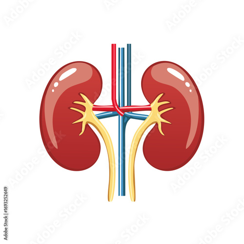 Human Kidneys and Urinary System Anatomy Vector Illustration