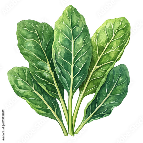 watercolor of Mustard Greens, vector, isolated on a white background.