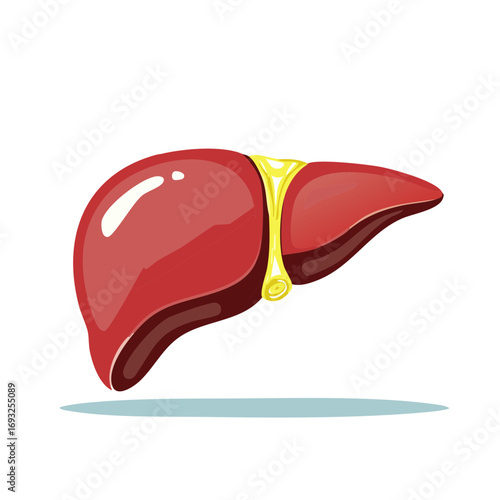 Healthy Human Liver Organ Anatomy Medical Biology Health Wellness Illustration