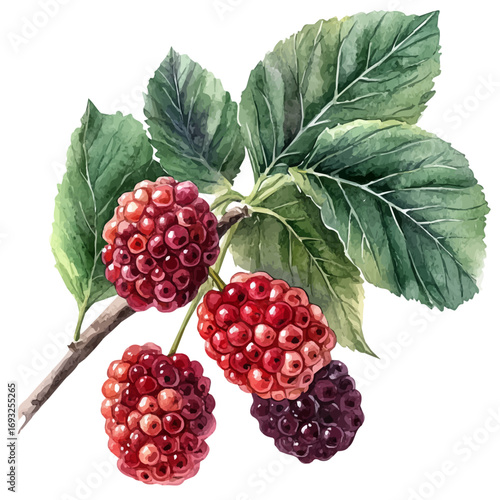 Mulberry, watercolor painting vector, isolated on a white background.