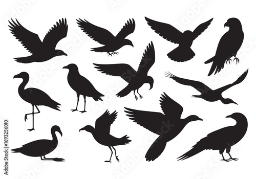 Collection of diverse bird silhouettes in various poses and flight demonstrating wildlife and nature imagery white background