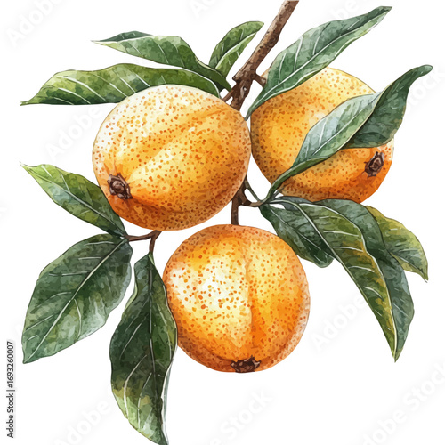 watercolor of Loquat, vector, isolated on a white background.
