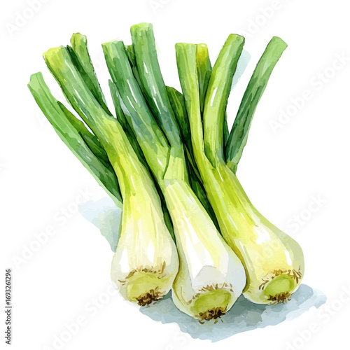 Leek, watercolor vector, isolated on a white background.