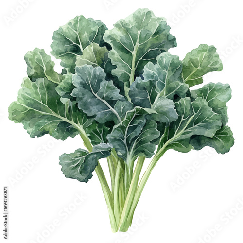 Kale, watercolor vector, isolated on a white background.