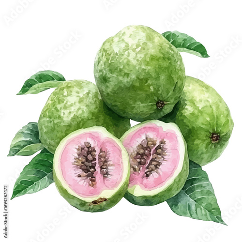 Guava, watercolor clipart vector, isolated on a white background.