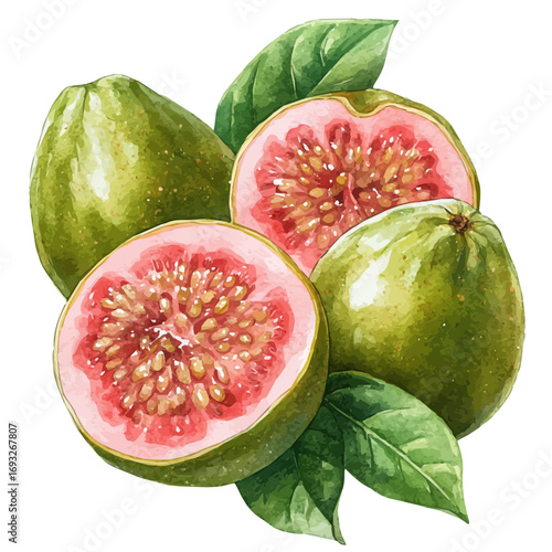 Guava, watercolor drawing vector, isolated on a white background.