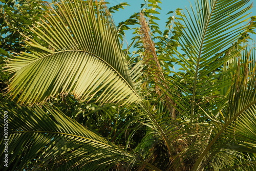 Beautiful green palm fronds tree leaves fanning out with blue sky on summer day