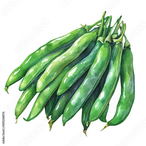 Green Beans, watercolor vector, isolated on a white background.