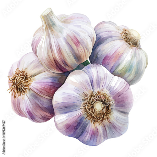 Garlic, watercolor painting vector, isolated on a white background.