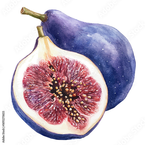 Fig, watercolor vector, isolated on a white background.