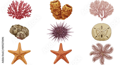 Vibrant Assorted Marine Life Sea Creatures Collection Isolated on Transparent Background