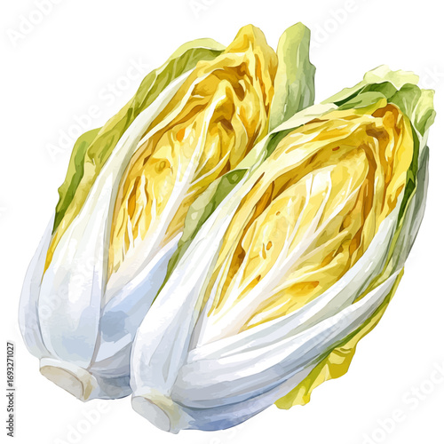 Endive, watercolor illustration vector, isolated on a white background.