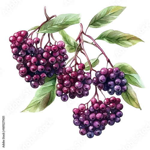 Elderberry, watercolor drawing vector, isolated on a white background.