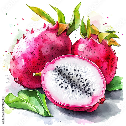 Dragon Fruit, watercolor drawing vector, isolated on a white background.