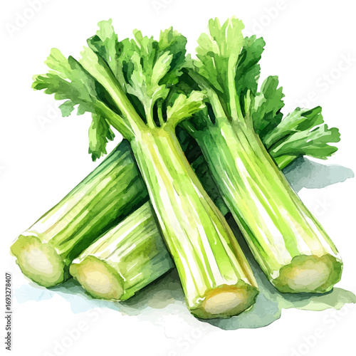 Celery, watercolor clipart vector, isolated on a white background.