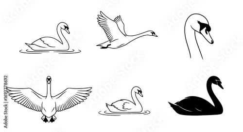 A set of graceful swan illustrations in vector line art style showing swimming and flying poses