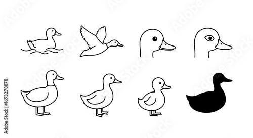 Diverse collection of line art and silhouette duck illustrations showcasing various poses and life stages