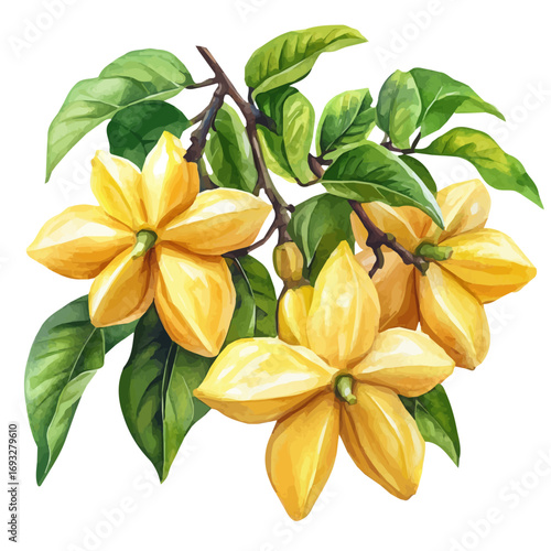 Carambola, watercolor clipart vector, isolated on a white background.