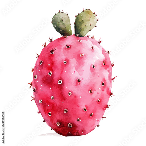 Cactus Pear, watercolor illustration vector, isolated on a white background.