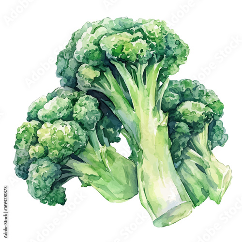 watercolor of Broccoli, vector, isolated on a white background.