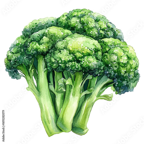 Broccoli, watercolor illustration vector, isolated on a white background.