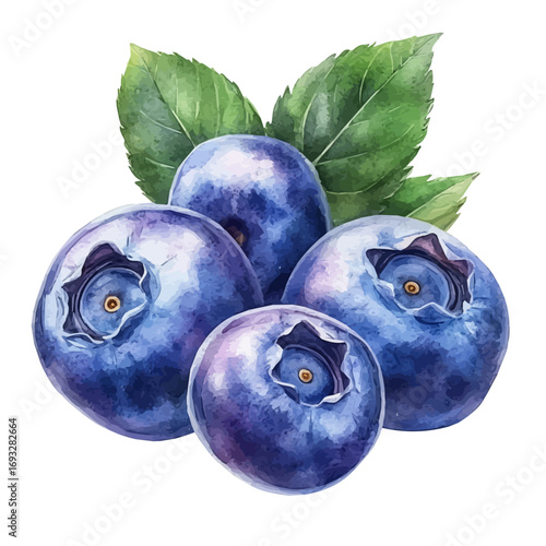 Blueberry, watercolor clipart vector, isolated on a white background.
